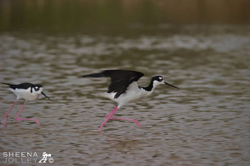 Black-Necked Stilts (The Chase is On).jpg - Black necked Stilts on the salt ponds in Anguilla.